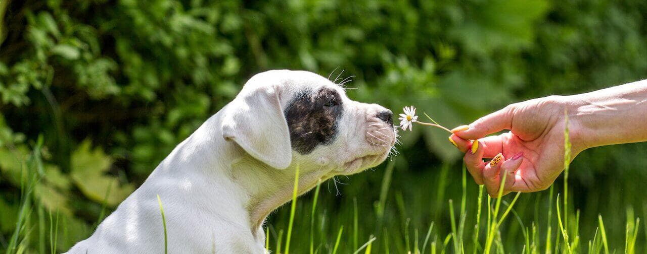 A puppy in a field smelling a flower held by a person