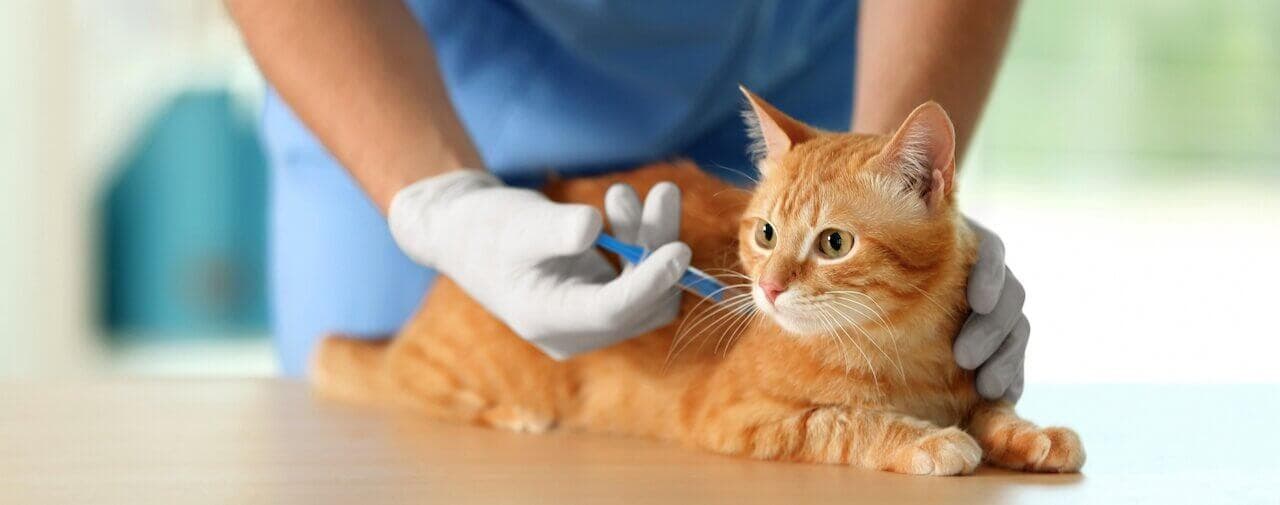 A Veterinarian giving a shot to a small cat.